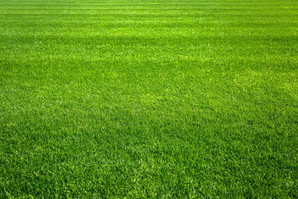 The Ultimate Comparison of Types of Sod Grass