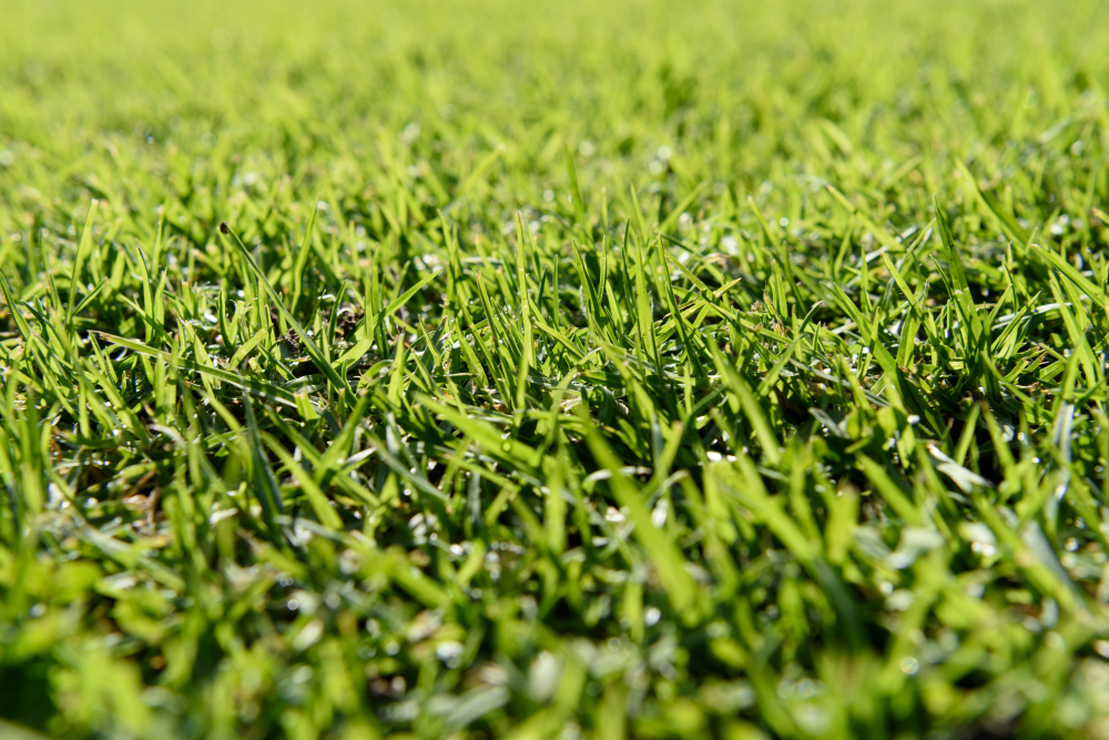 The Best Sod Types for Florida