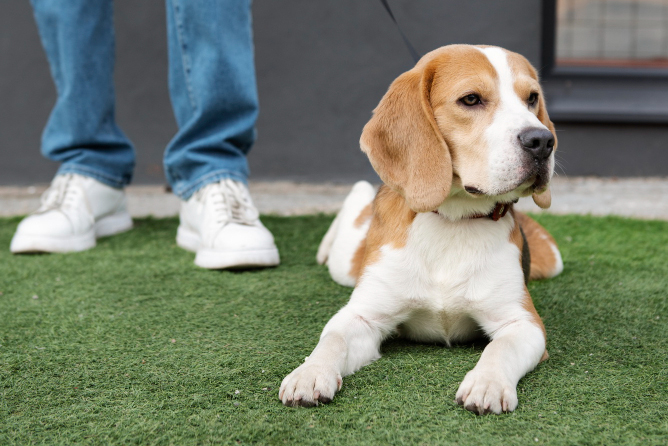 How to Keep Your Pet Turf Grass Clean and Smelling Fresh