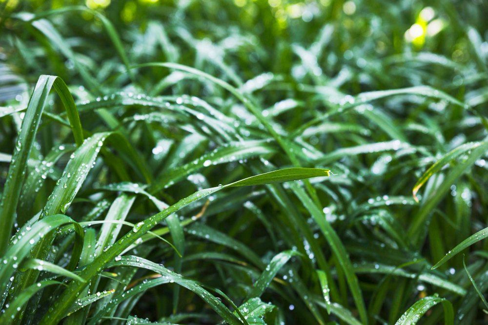 The Signs of Overwatering