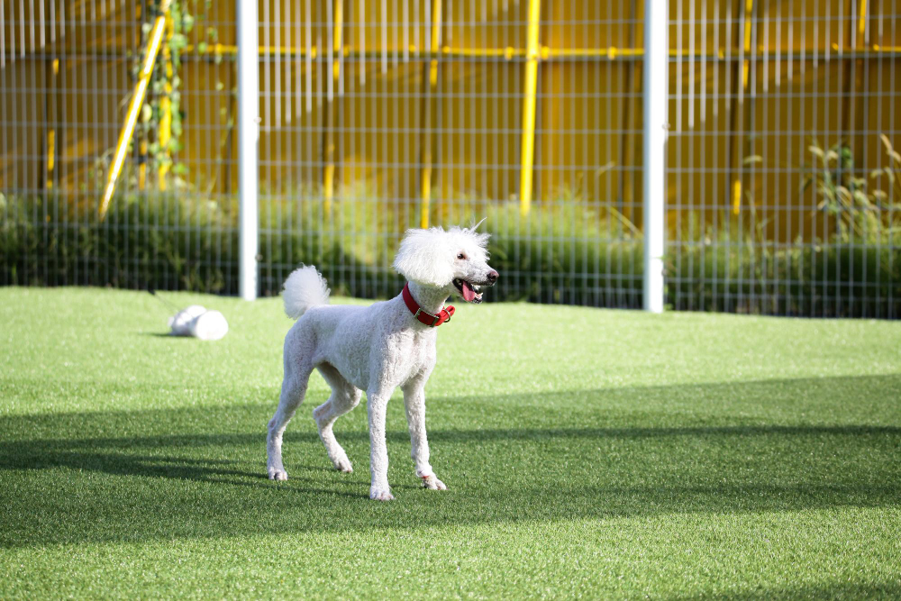 Why Dog Parks Are Switching to Synthetic Turf