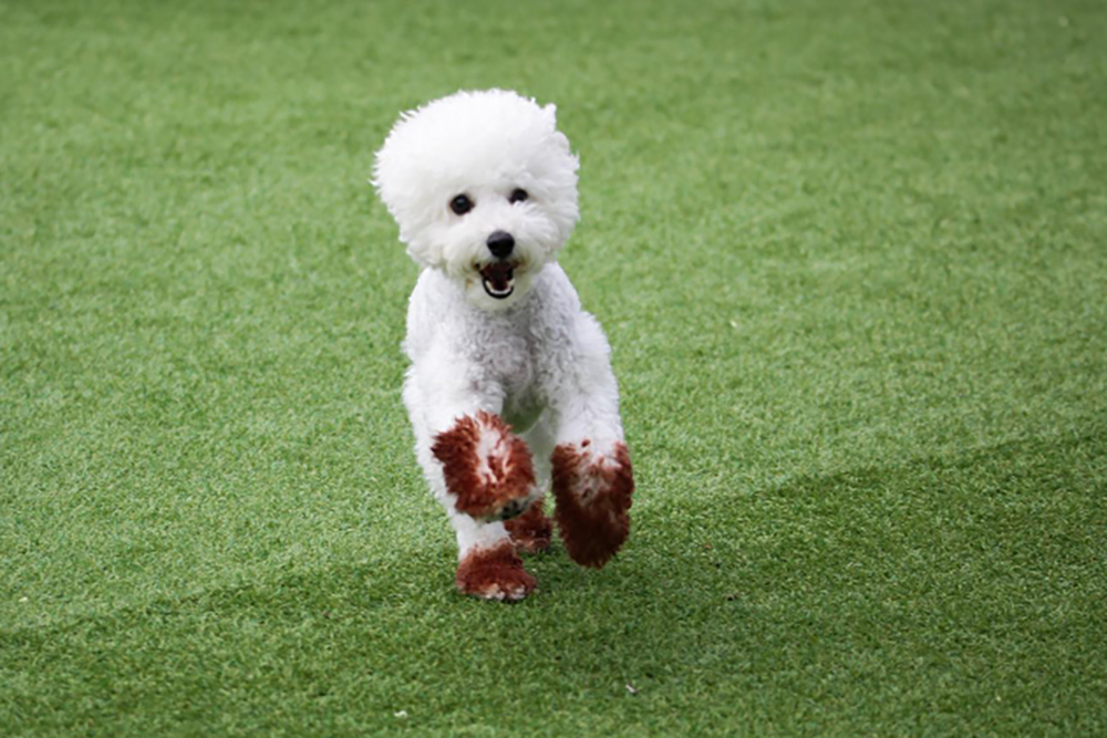 Here's Why Artificial Grass Landscape Is Best For Your Pets