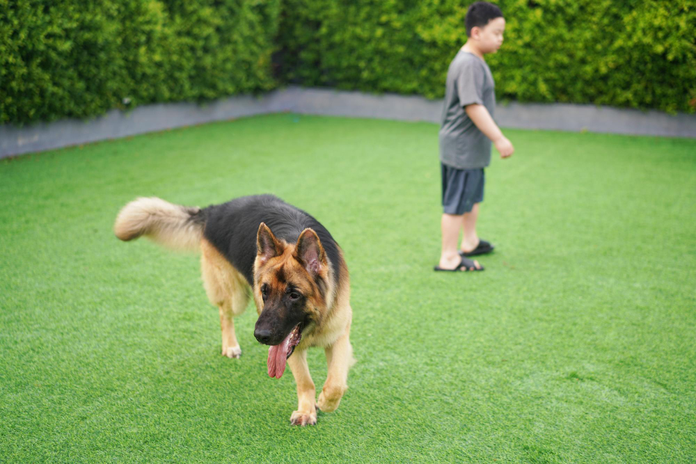 Why Your Dog Park Needs Professional Turf