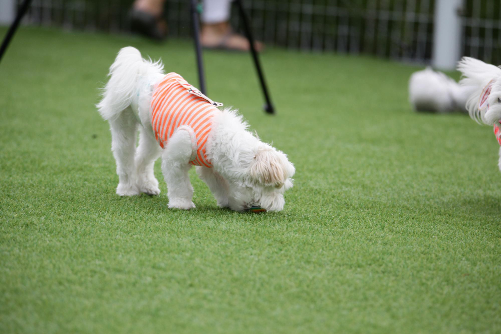 What to Consider When Buying Artificial Turf for Your Pets