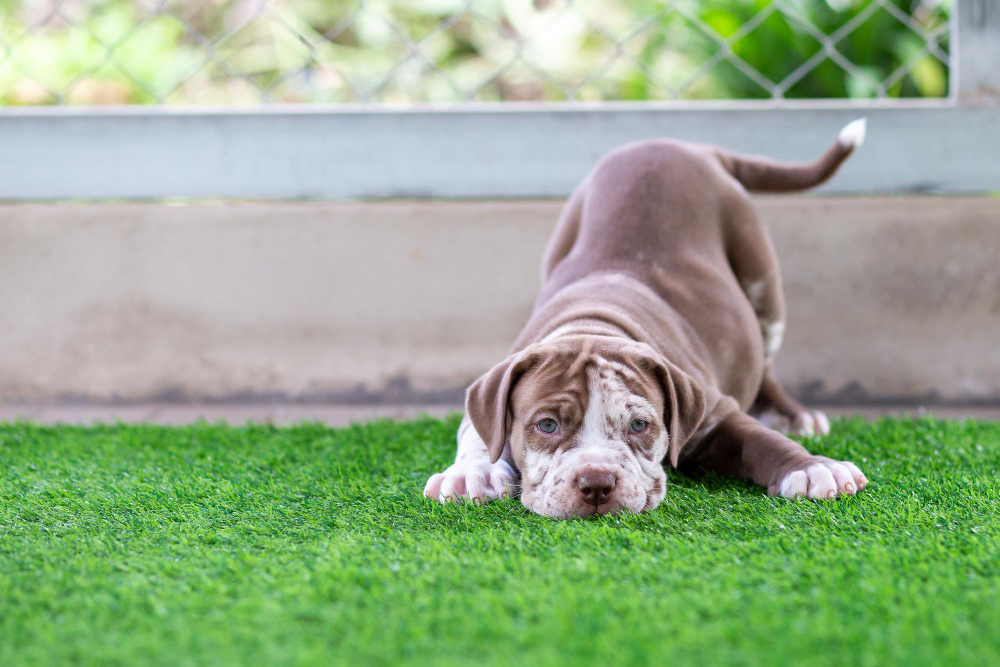 Pet Turf vs. Natural Grass: Which Is Safer for Your Dog?