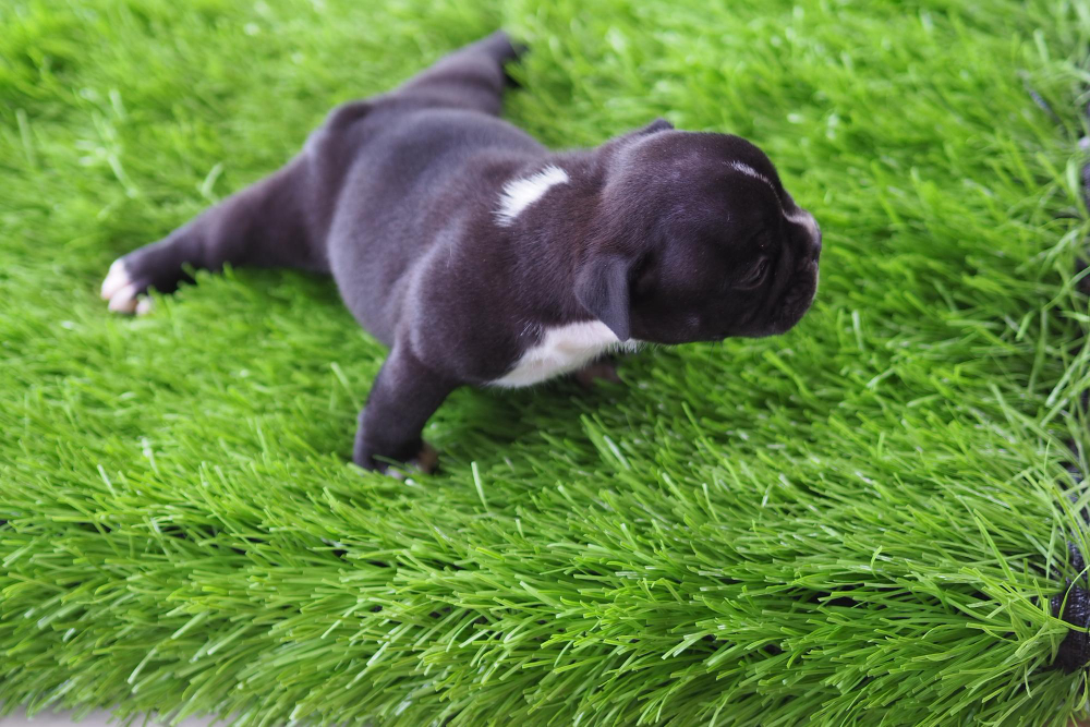 What Every Pet Owner Needs to Know Before Purchasing Artificial Grass