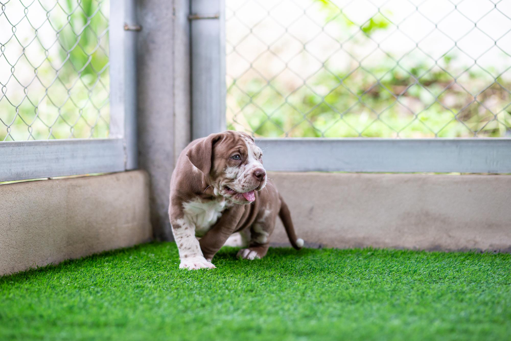 Unique Dog Park Turf Ideas to Elevate Your Pet-Friendly Space