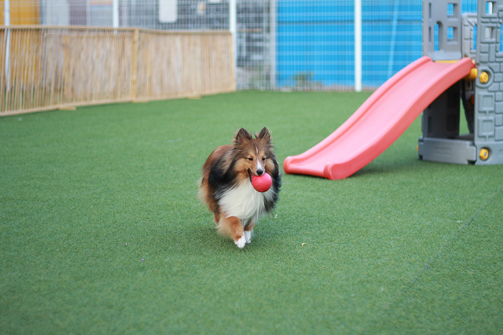Stunning Artificial Grass Dog Park Yard Ideas