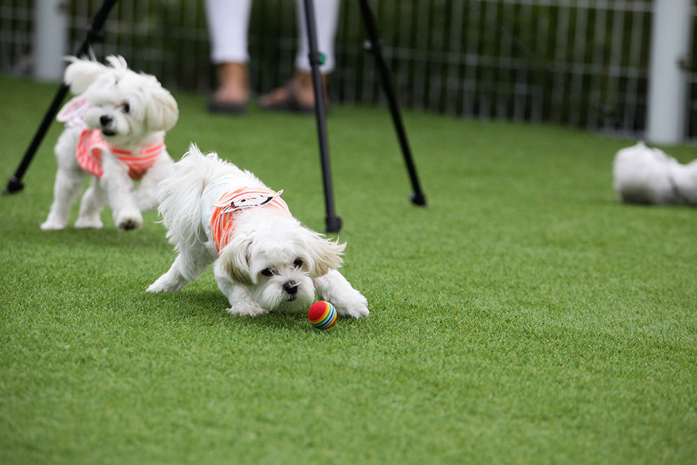 Artificial Turf for a Cleaner, Happier Dog Park Experience