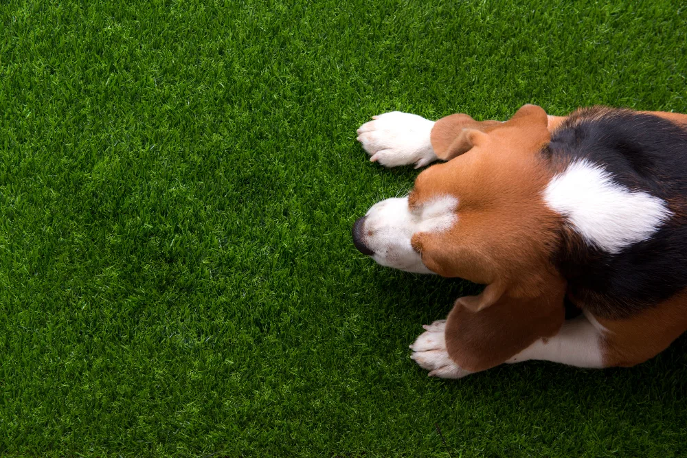 Keep Your Pet Turf Fresh: A Complete Maintenance Guide