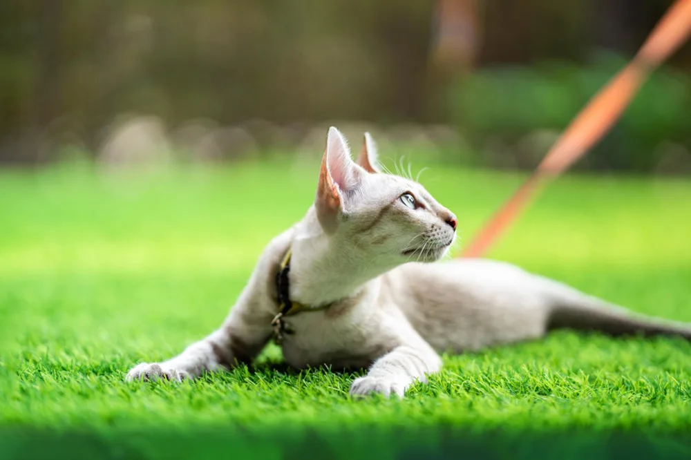Choosing the Best Artificial Turf for Pets in Florida