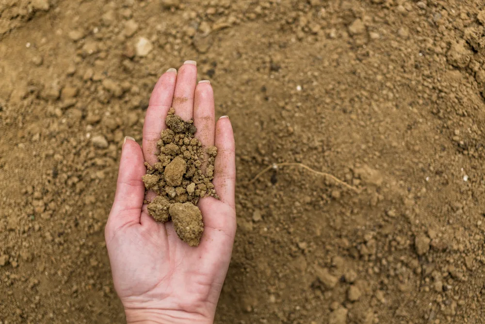 Tips for Installing Sod on Clay Soil