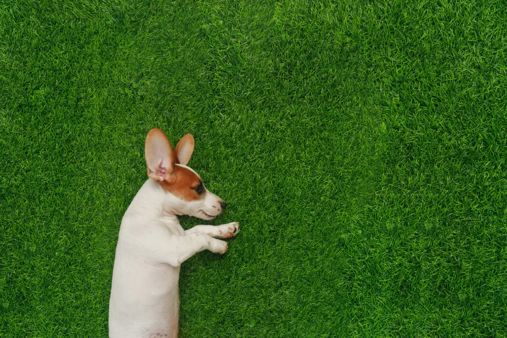 Key Considerations When Choosing Pet-Friendly Turf