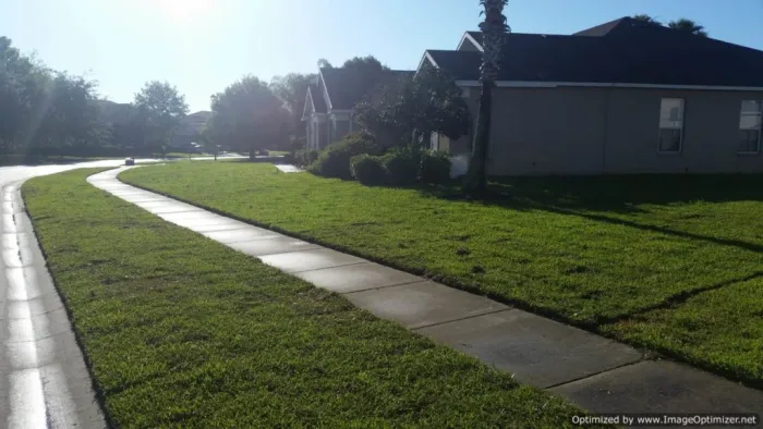 Fresh sod along a curving sidewalk in a residential neighborhood