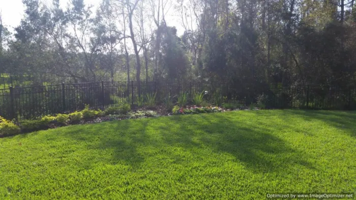 Natural grass lawn along a wrought iron fence and tree line
