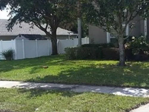 New sod front lawn under a shade tree next to a sidewalk