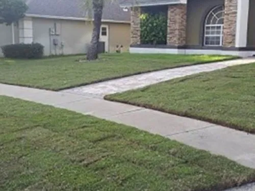 Sod lawns on both sides of a front walkway