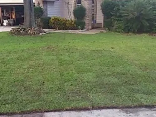 Freshly laid sod in a front yard with palms and shrubs