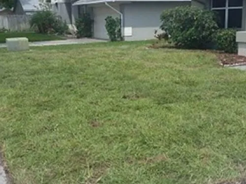 New sod front lawn beside foundation shrubs