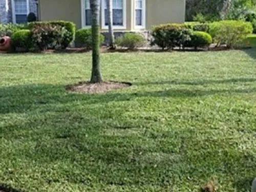 Sod front lawn with a young tree and trimmed hedges