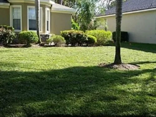 Front lawn of new sod with shade trees and shrubs