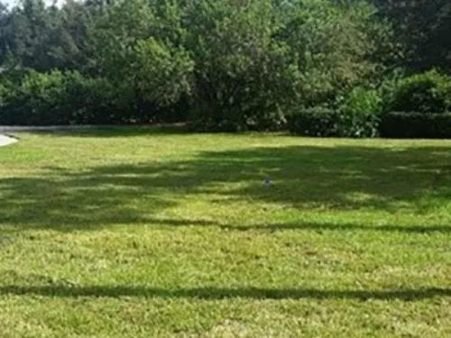 Large open sod lawn backed by dense trees