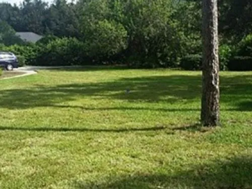 Wide sod lawn with a single pine trunk
