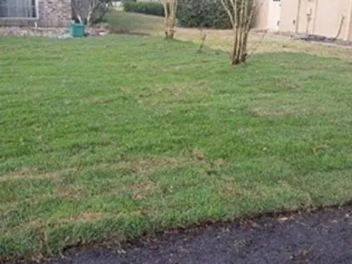 Fresh sod lawn edge along a garden bed