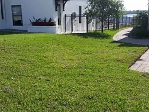 Sod lawn beside a brick paver walkway and iron fence