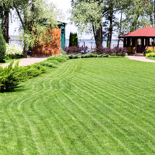 Natural grass lawn