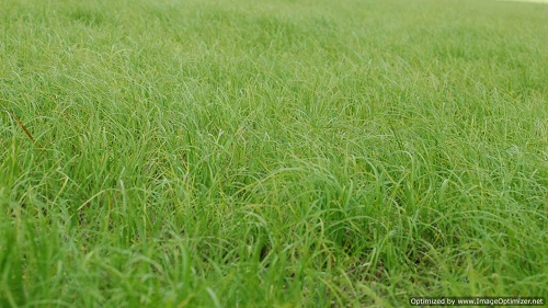 Argentine Bahia Natural Grass