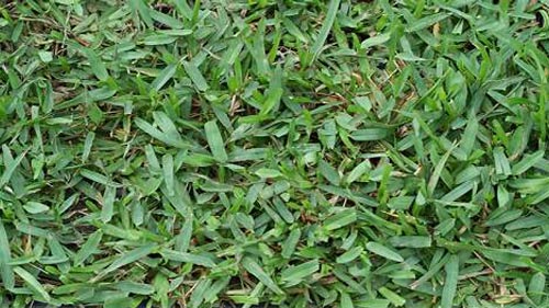 Bitter Blue St Augustine Natural Grass
