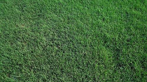 Celebration Bermuda Natural Grass