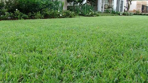 Empire Zoysia Natural Grass