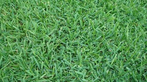 Palmetto St Augustine Natural Grass